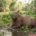 Capybara